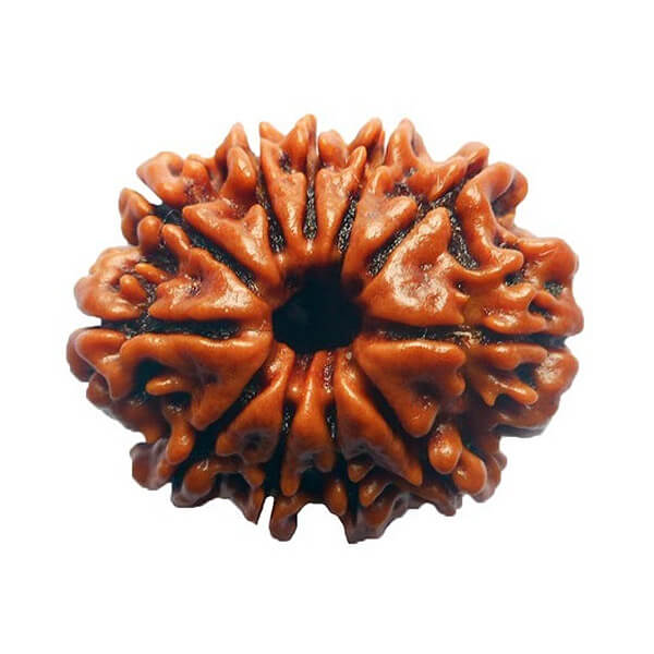 11 Eleven Mukhi (Face)