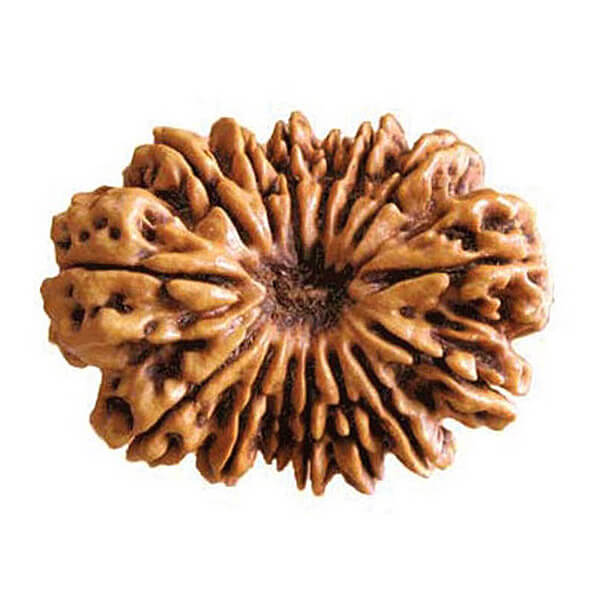 15 Fifteen Mukhi (Face)