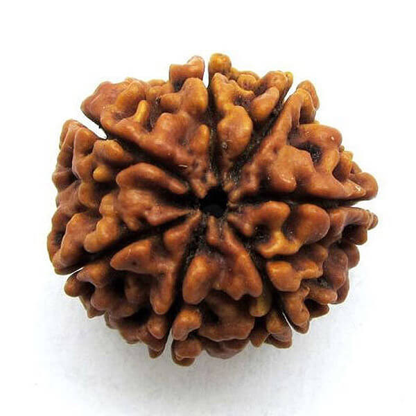 7 Seven Mukhi (Face)