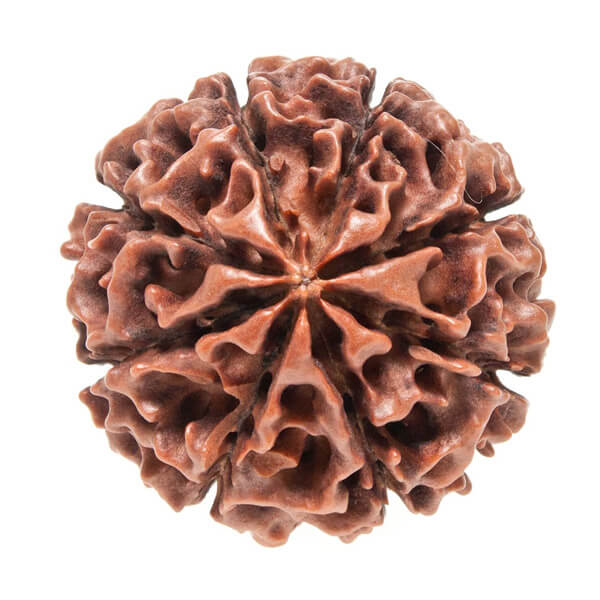 8 Eight Mukhi (Face)