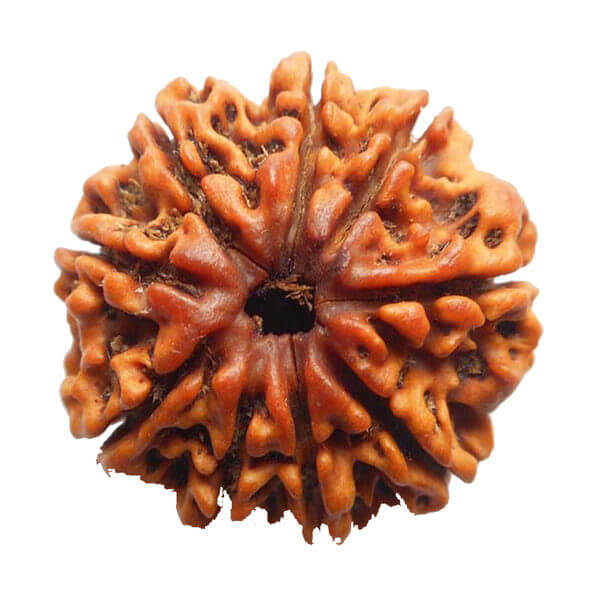 9 Nine mukhi (Face)