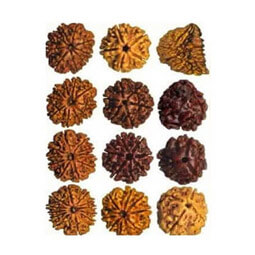 Rudraksha